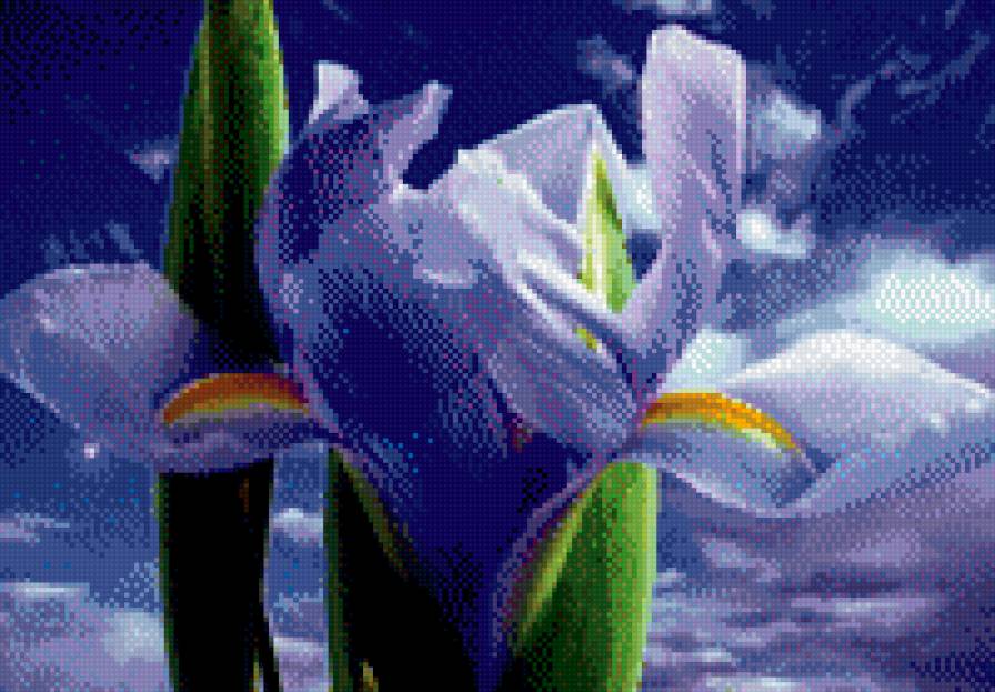 цвет - цветы - предпросмотр