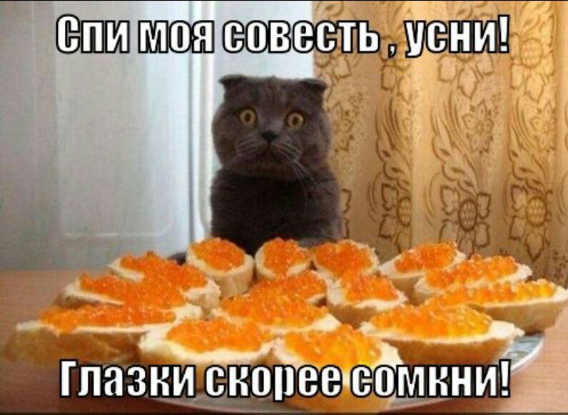 киска - забавные животные - оригинал