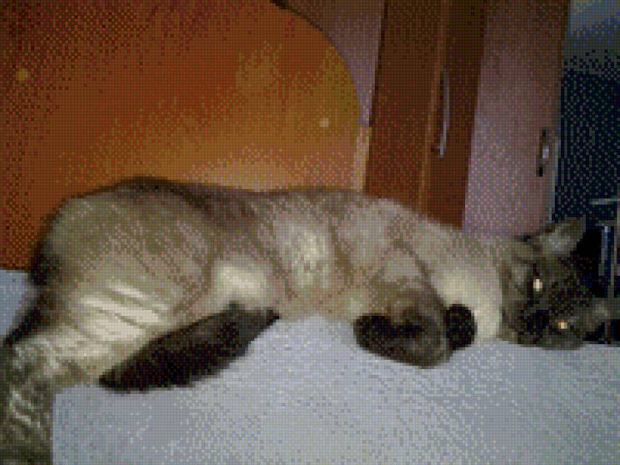 Барсик - кошки - предпросмотр