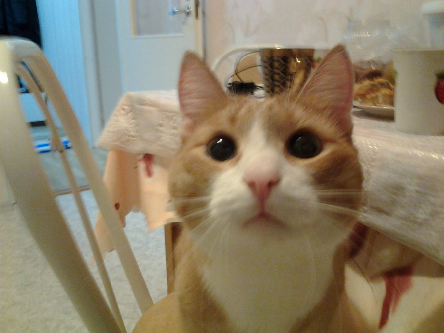 чубайсик - кошки - оригинал