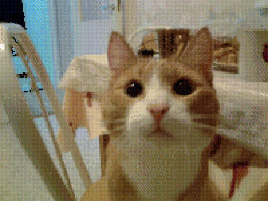 чубайсик - кошки - предпросмотр