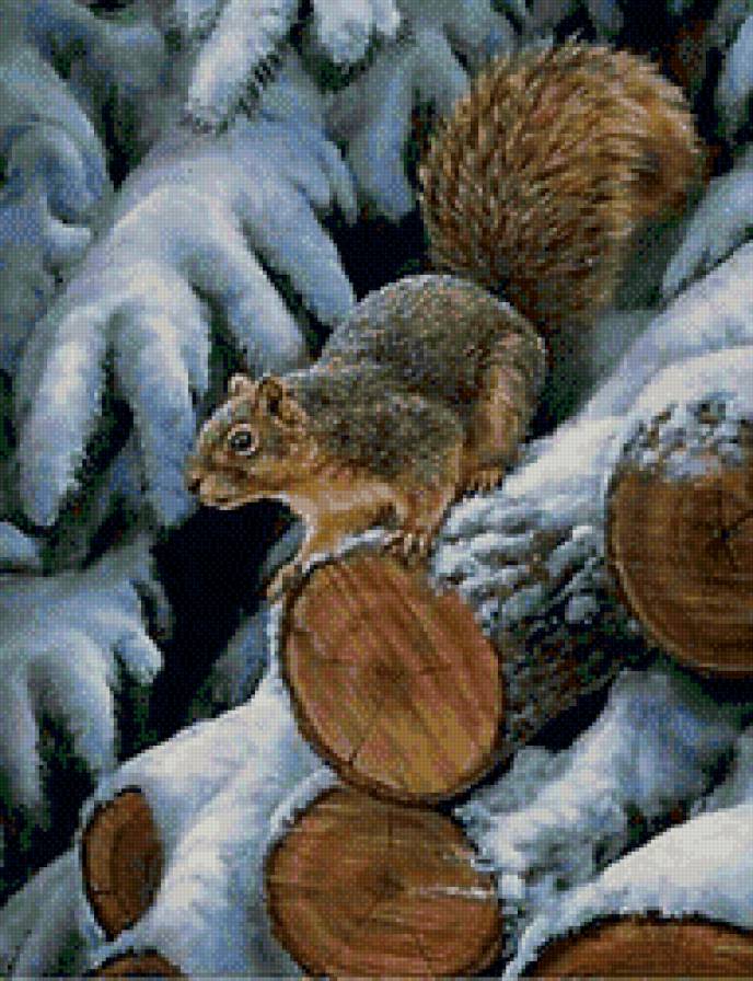 белочка - лес, .природа, белочка, зима - предпросмотр