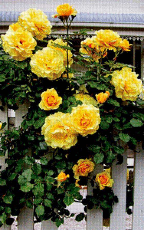 розы на заборе - роза, куст, цветы - предпросмотр