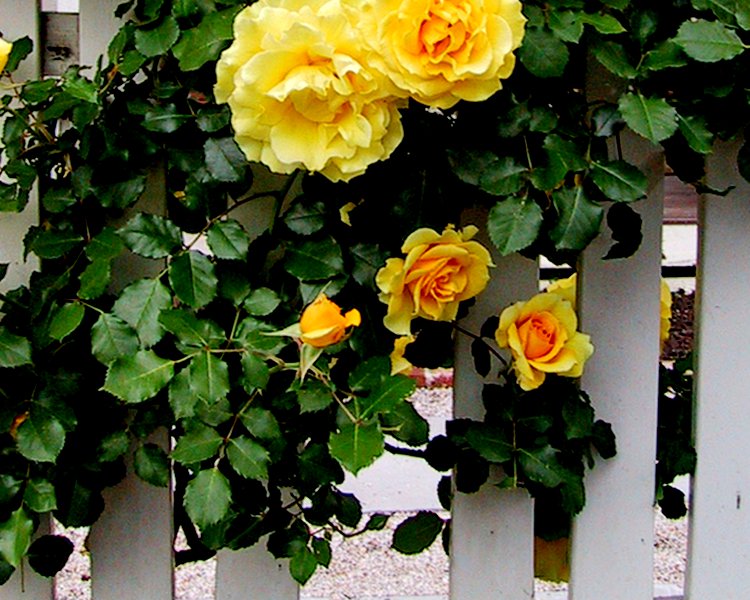 розы на заборе часть 2 - цветы, куст, роза - оригинал