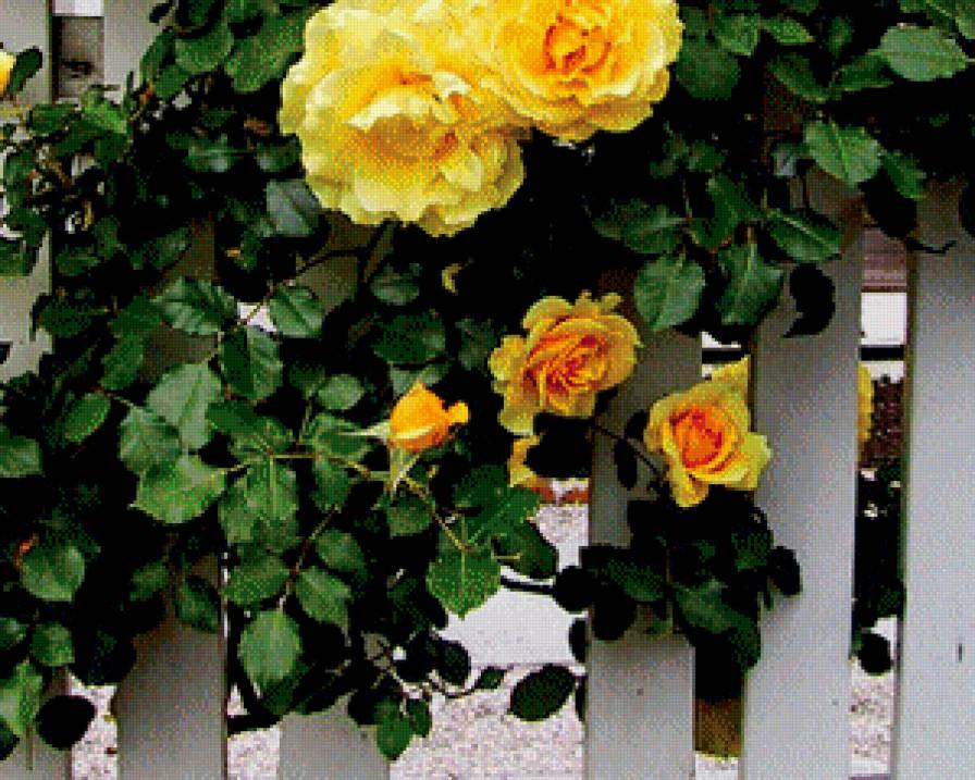 розы на заборе часть 2 - куст, роза, цветы - предпросмотр