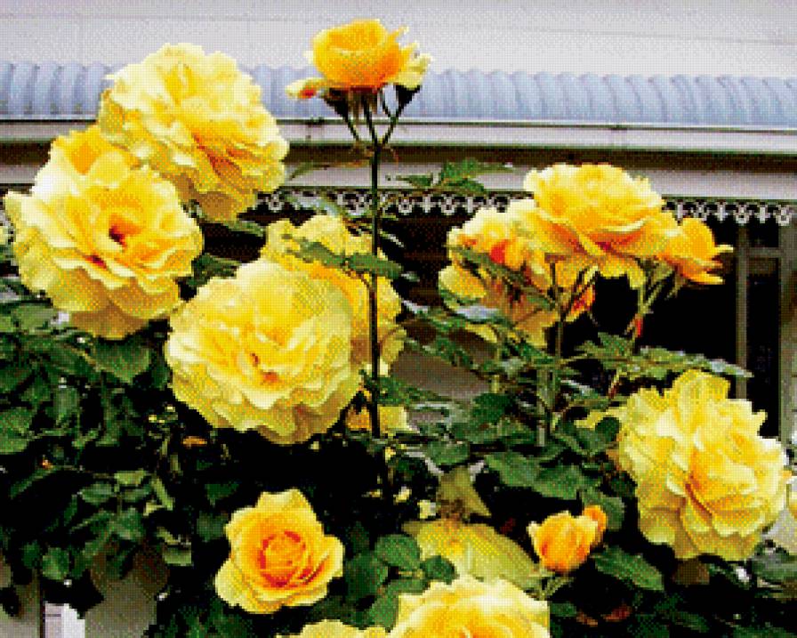розы на заборе часть 2 - роза, куст, цветы - предпросмотр