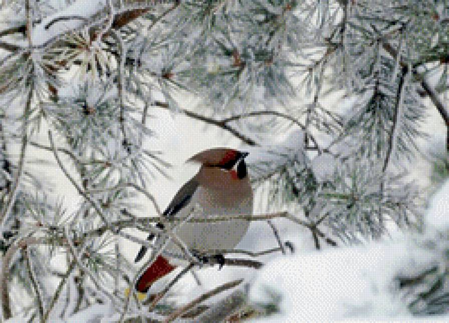 зимородок - зимородок.зима, снег, птица, снегири.синичка - предпросмотр