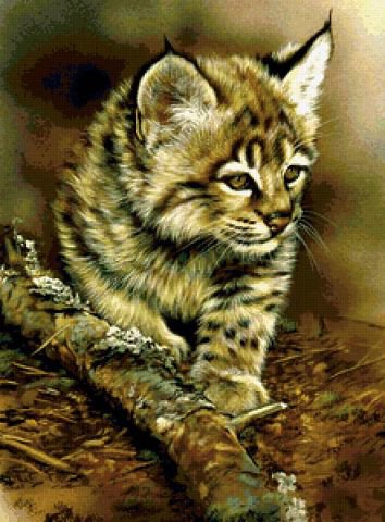 камышовый кот - животные, звери, кот, природа, дикие кошки - оригинал