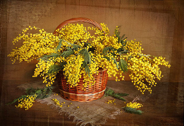 корзинка мимозы - букет, корзинка.цветы, мимоза - оригинал