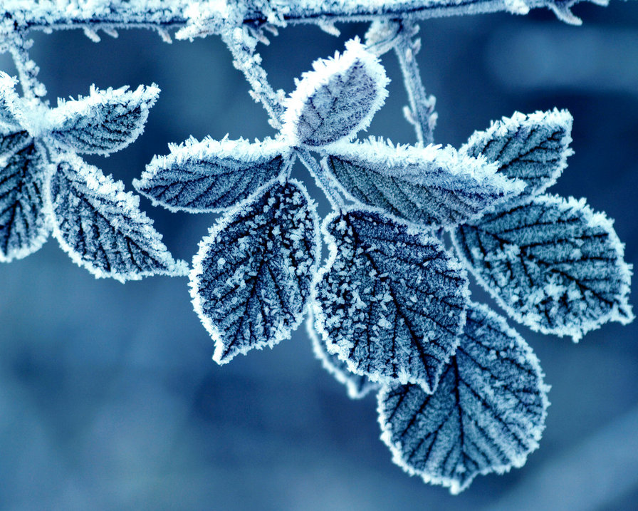 Зимушка - иней, зима, зимушка, листья - оригинал