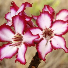 Схема вышивки «ЦВЕТОК»