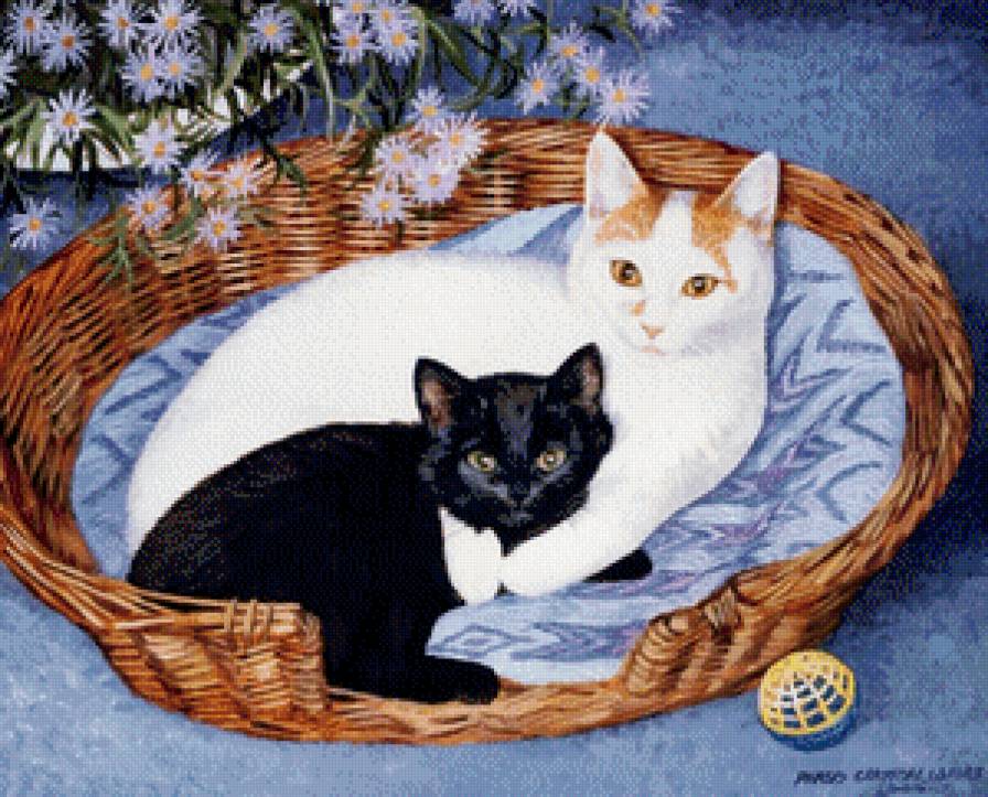 Чёрное и белое - животные, котята, кошки - предпросмотр