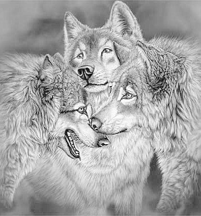 Трио хищников - животные, монохром, волки, трио - оригинал