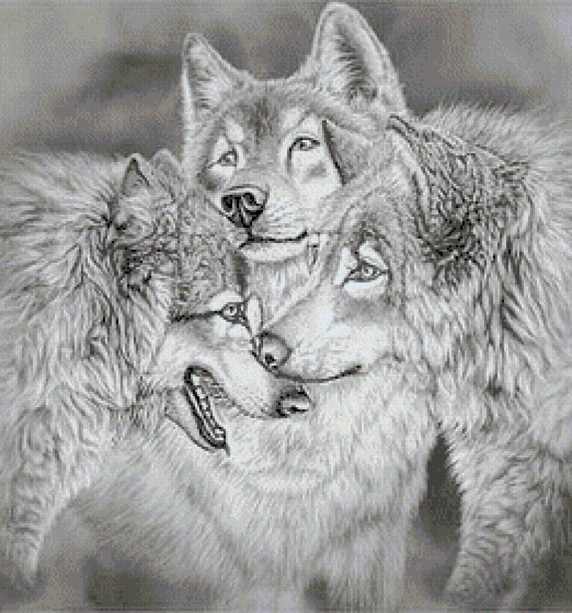 Трио хищников - волки, трио, животные, монохром - предпросмотр
