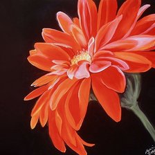 Схема вышивки «Красная гербера»