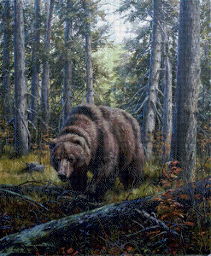 медвежья тропа - природа, бурый медведь, мишка, медведь, лес, звери, дикие животные - предпросмотр