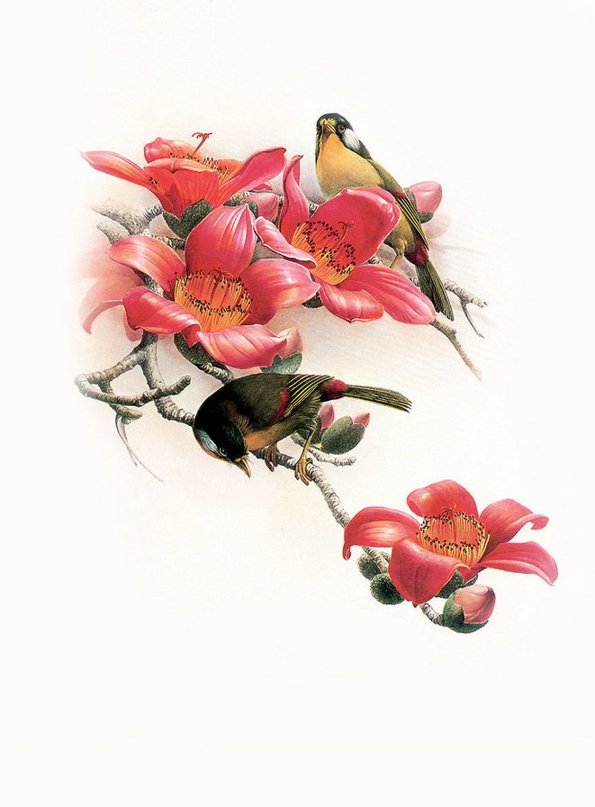 птички на ветке - цветы, магнолия, птички, куст.дерево, веточка - оригинал