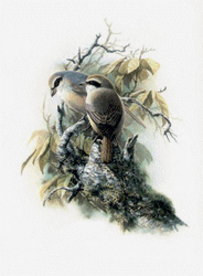 пчелоеды - синички.снегири.серия птицы, птицы, пчелоеды.ветка, птички, дерево - предпросмотр