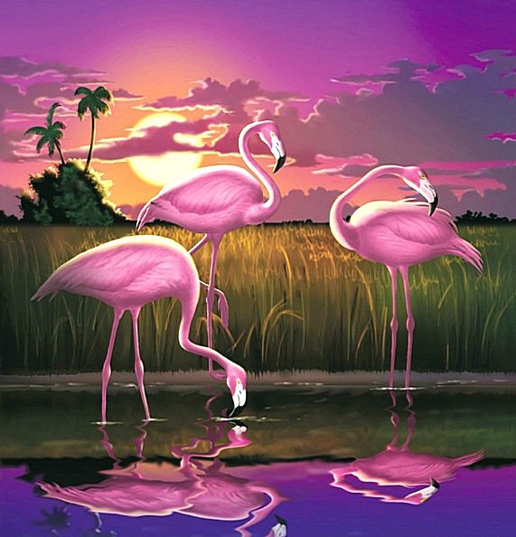 Фламинго на закате - пейзаж, фламинго, закат - оригинал