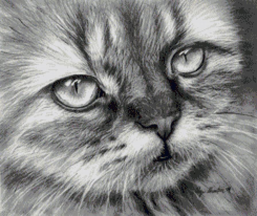 Кот - предпросмотр