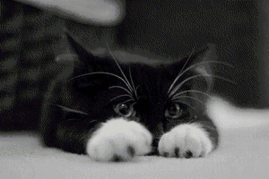 белые лапки - котик, кот - предпросмотр