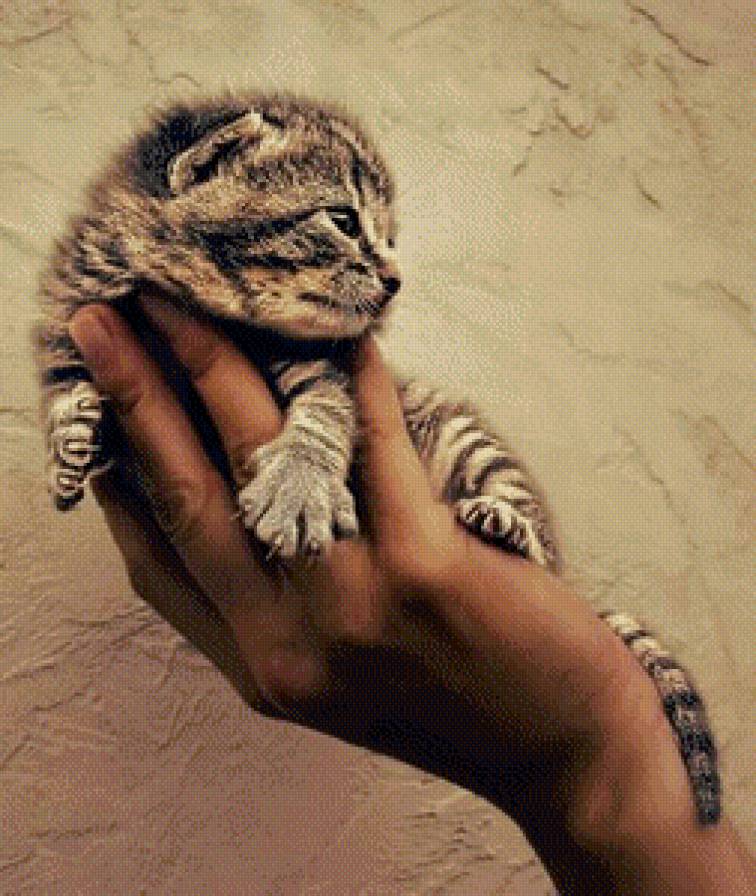 котёнок - котенок, рука, кот - предпросмотр