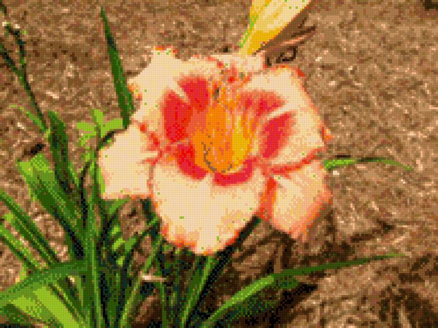 цветок - цвети. природа - предпросмотр