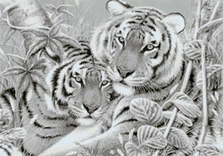 Тигры - большие кошки, пара, монохром, тигры, животные - предпросмотр
