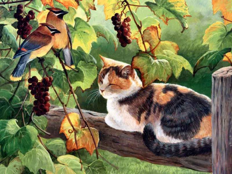 Кошка и птицы - лето, село, природа, кошки - оригинал
