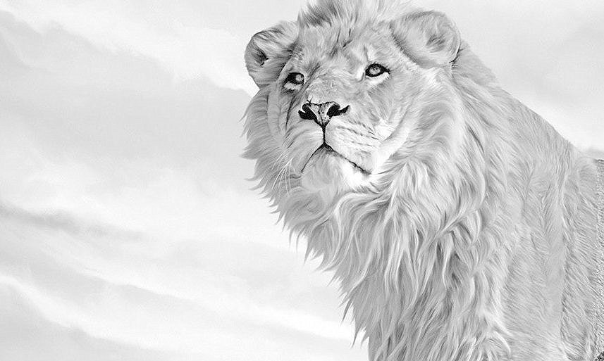 Царь зверей-лев - животные, большие кошки, монохром, лев - оригинал