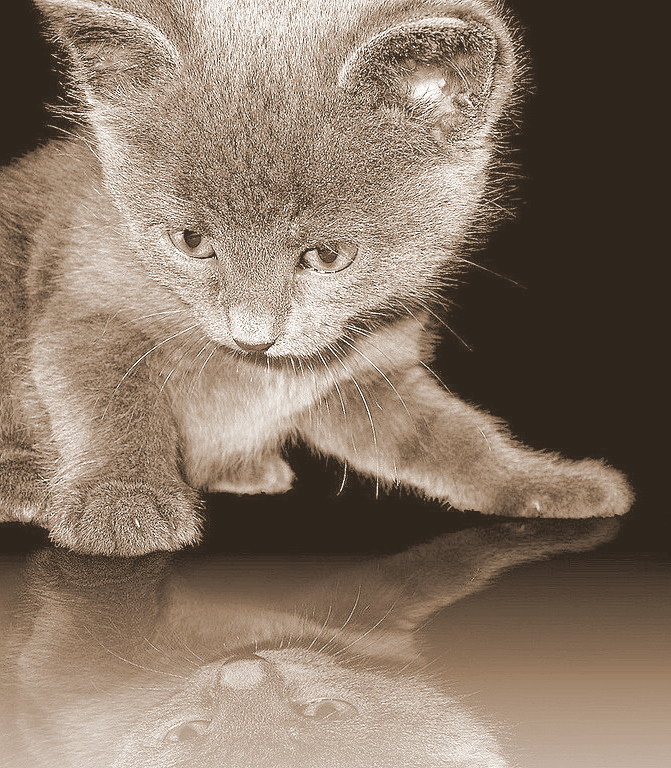 Отражение - отражение, кошки, котенок.сепия, животные - оригинал
