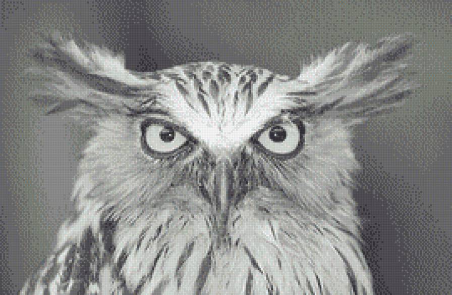 Филин - филин, монохром, птицы - предпросмотр