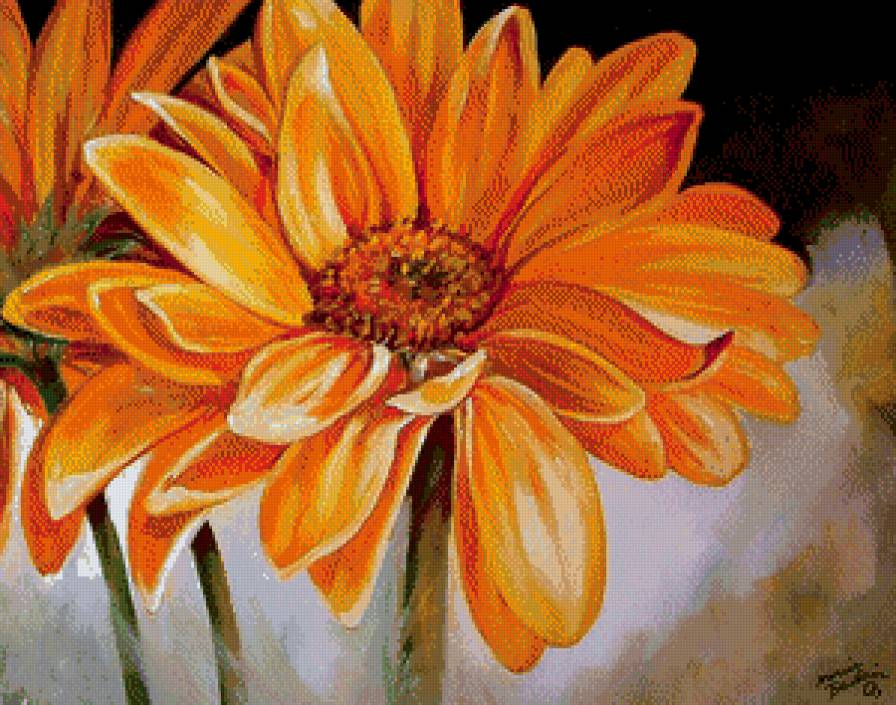 Герберы - цветы, герберы - предпросмотр