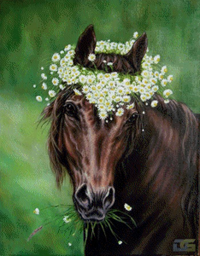 Венок из ромашек - цветы, кони, лошади, ромашки, животные - предпросмотр