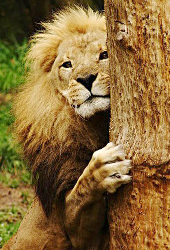 Лев - оригинал