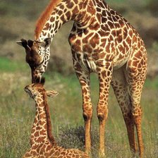 Нежность мамы-жирафа