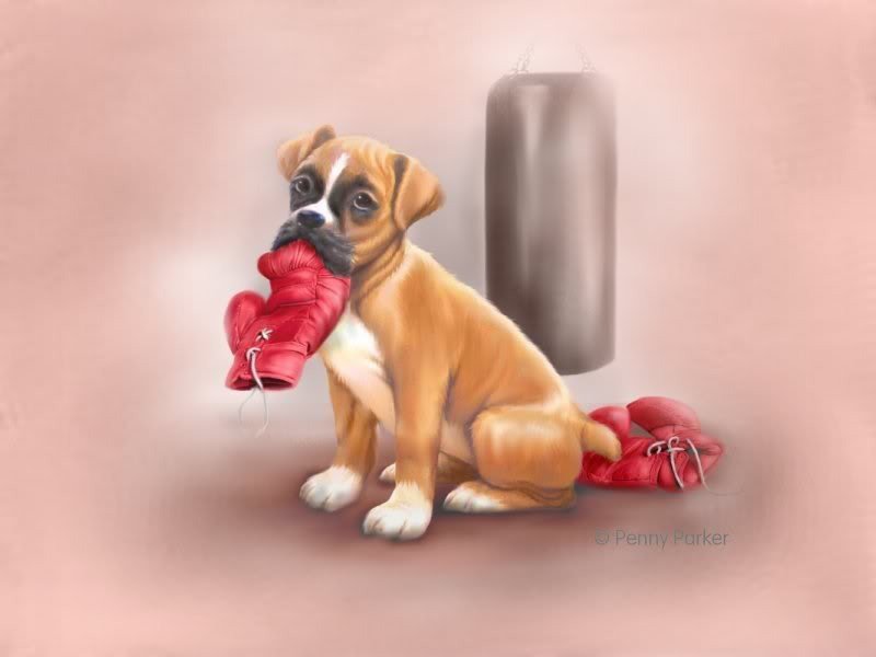 Боксер - собаки - оригинал