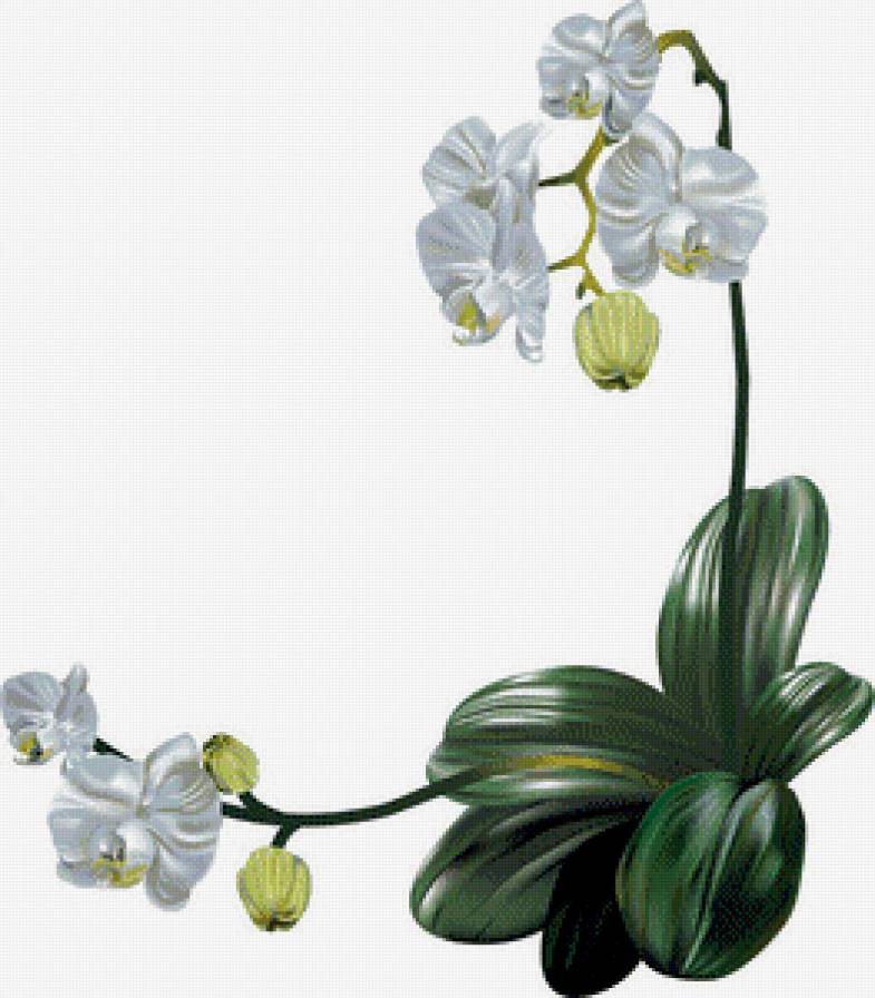 Орхидеи - натюрморт, цветы - предпросмотр