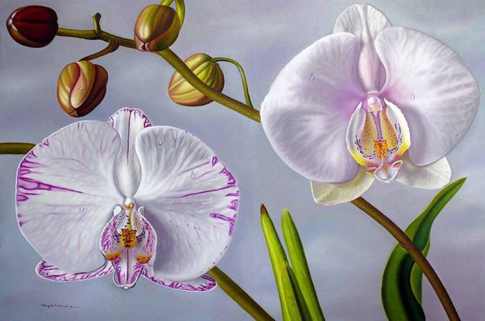 Орхидеи - натюрморт, цветы - оригинал
