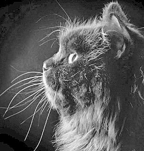 Котик - монохром, на черном фоне, котенок, кошки, животные - оригинал