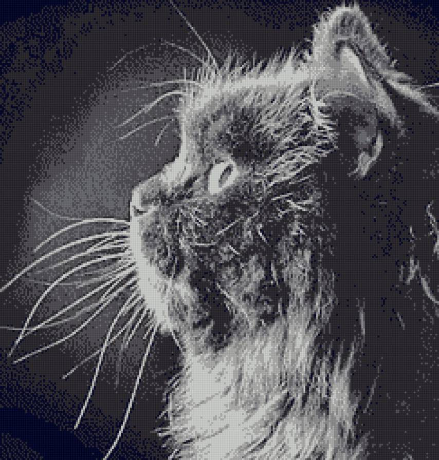 Котик - котенок, кошки, монохром, на черном фоне, животные - предпросмотр