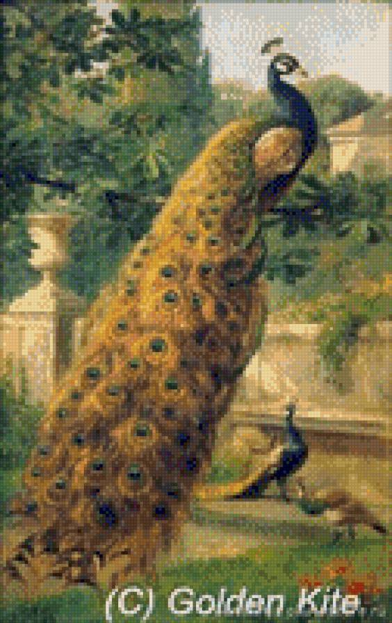 павлины - предпросмотр