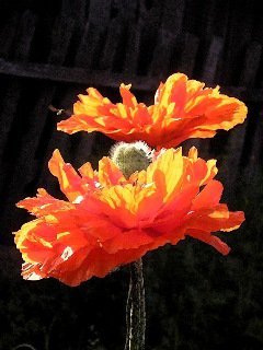 маки - оригинал