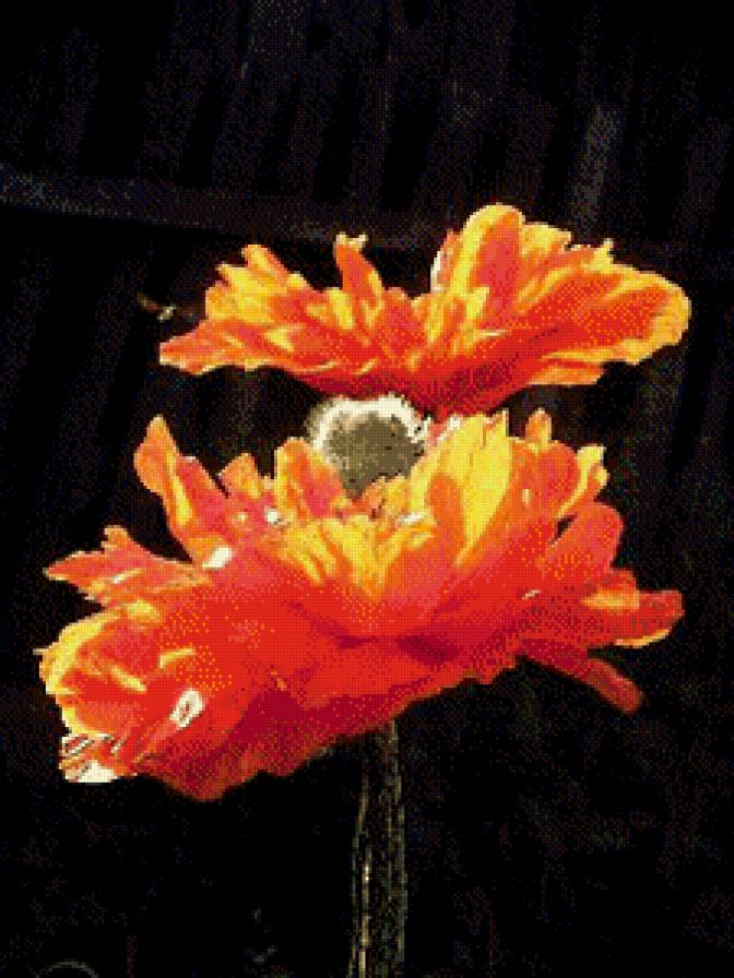 маки - предпросмотр