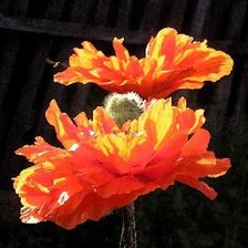 Схема вышивки «маки»