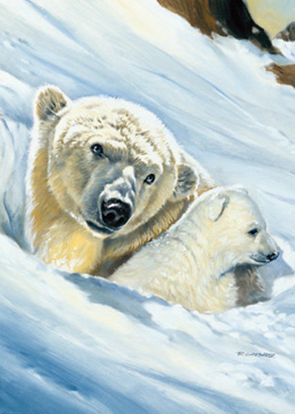 Белые медведи - животные, зима, медведи - оригинал