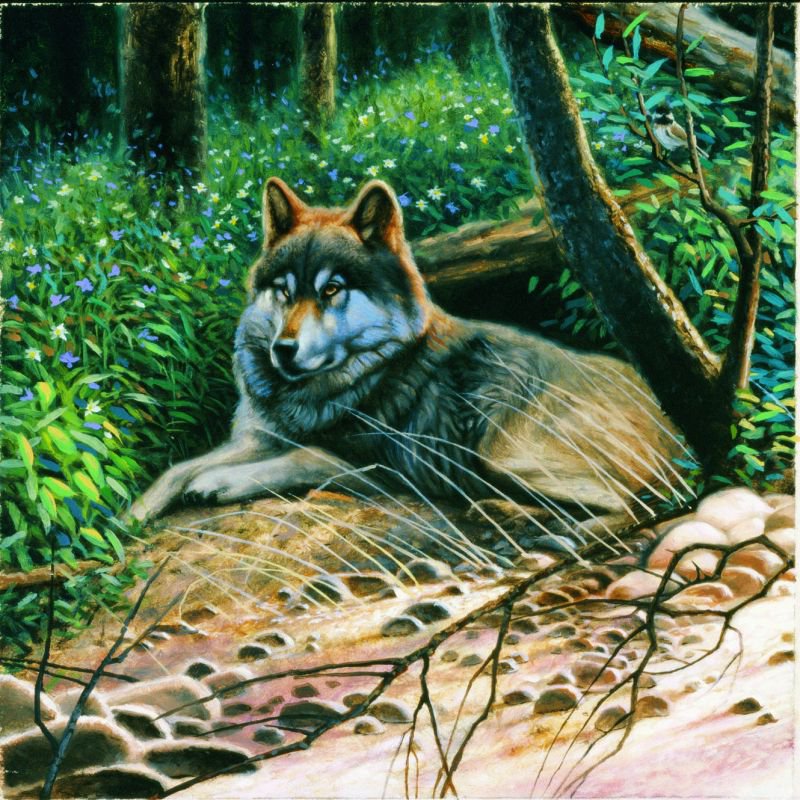 Волк на отдыхе - пейзаж, животные, волки - оригинал