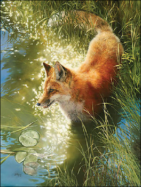 лисица - животные - оригинал