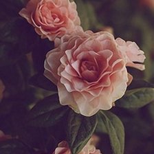 Схема вышивки «gelytes2»