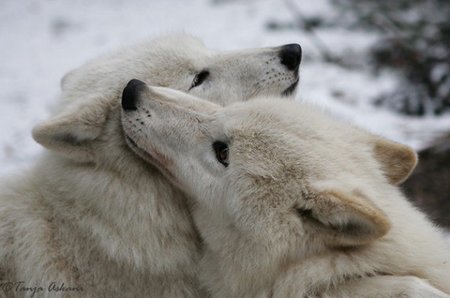 Волчья верность - волчья верность, любовь, волки, волк - оригинал